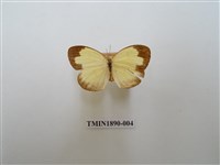 藏品(淡色黃蝶)的圖片